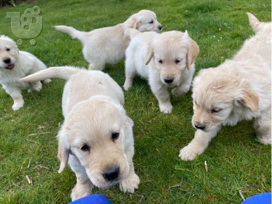 PoulaTo: Πωλείται κουτάβι Golden Retriever